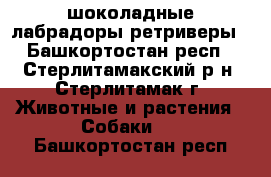 шоколадные лабрадоры ретриверы - Башкортостан респ., Стерлитамакский р-н, Стерлитамак г. Животные и растения » Собаки   . Башкортостан респ.